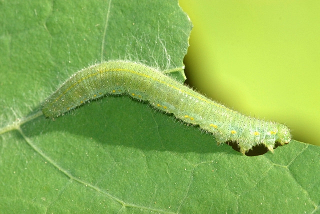 Cabbageworms can eat your healthy vegetables if left unchecked. (Photo: Wikimedia Commons)