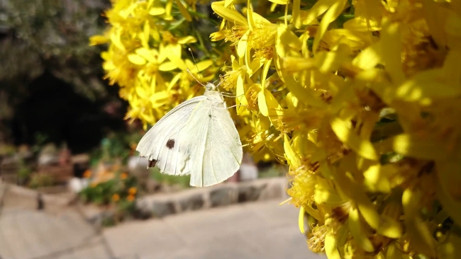 Cabbage moth adult. (Photo: Wikimedia Commons)