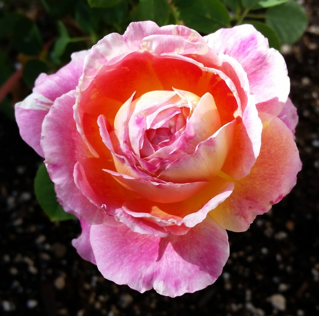 pink yellow cream striped rose