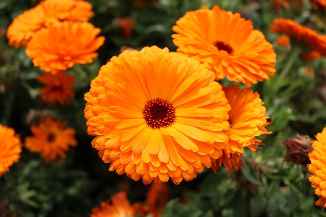 Not only are Calendulas beautiful, they are known as 'poor man's saffron.se fresh' Use fresh or dried petals to get the same taste and color as saffron in rice and stews.(Photo:  Pixabay)