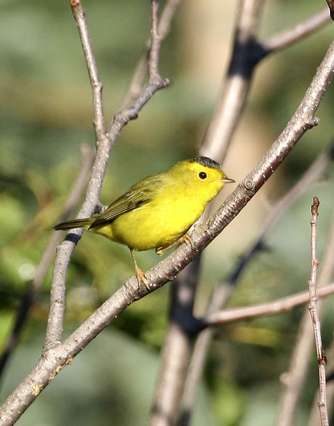 Tha author's neighbor spotted a Wilson's warbler in a female Chinese pistache, which produced red berries. However, many California gardeners are opting for fruitless male varieties, which may produce less litter. (Photo: PIXNIO public domain)60