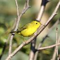 Tha author's neighbor spotted a Wilson's warbler in a female Chinese pistache nearby. The tree produces berries, which attract a wide variety of birds. In California, however, many gardeners opt for male trees, which may produce less litter. (Photo: PIXNIO)