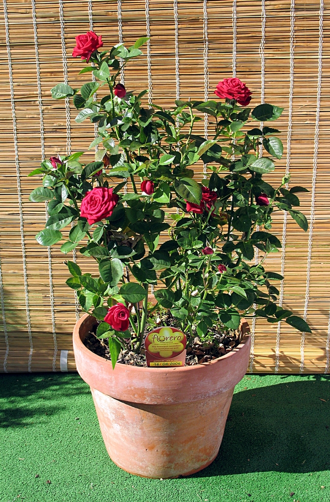 Dark pink to red mini rose plant growing in a clay pot