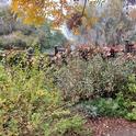 A winter garden has its own quiet appeal. This serene corner is at the Clovis Botanical Garden.  (Photo: Jeannette Warnert)