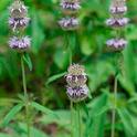 Wood mint. (Photo: Wikimedia Commons)