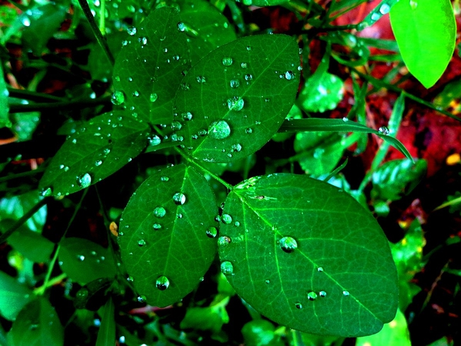 Enjoy the fresh scent and beautiful colors of rain in the garden this weekend. (Photo: Wikimedia Commons)