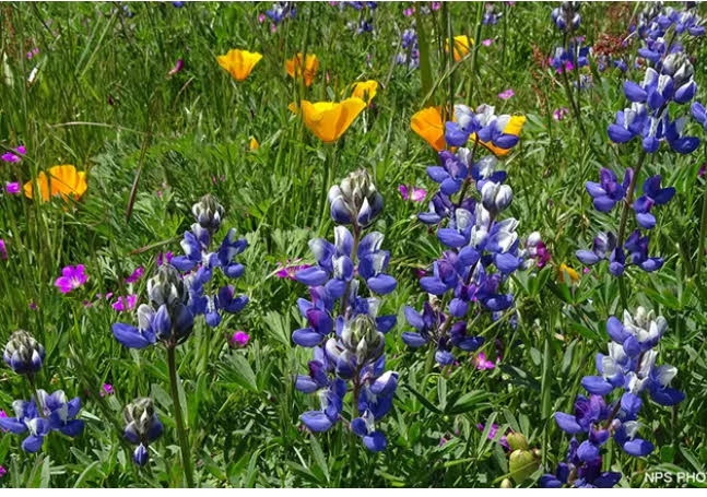 Poppies and lupines