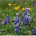 Sow seeds now to enjoy California native wildflowers in your garden next spring. (Photo: U.S. National Park Service)