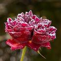 A David Austin Rose, 'The Squire,'  tipped with hoarfrost. (Photo: Wikimedia Commons)