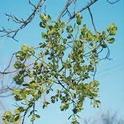 Mistletoe is easiest to see after tree leaves have fallen. Prune the branch with mistletoe a foot below the cluster to remove the parasite's roots. (Photo: UC IPM)