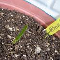 It will soon be time to start vegetable seeds indoors. (Photo: Public Domain Images)