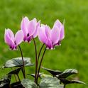 Cyclamen offer a pop of color in Fresno winter gardens. (Photo: Wikimedia Commons)