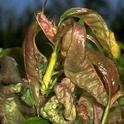 Distorted leaves are a symptom of the fungal disease peach leaf curl. (Photo: UC IPM)