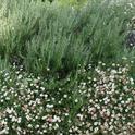 Santa Barbara daisy is a drought-tolerant perennial.