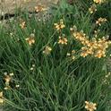 Stalked bulbine is an excellent choice for a xeriscape or rock garden.