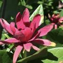 The western spice bush's fragrant maroon red flowers are reminiscent of lotus flowers, magnolia blossoms or water lilies.
