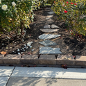 Creating a garden path allows access to maintain these roses.