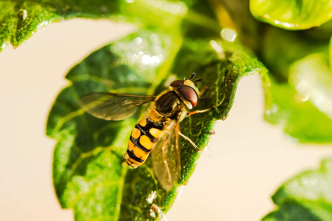 April – Syrphid flies attack aphids.