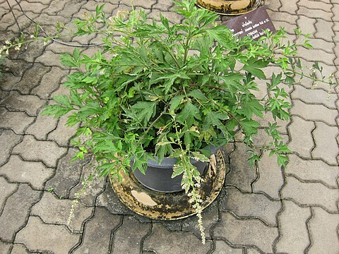 Herb Study Artemisia 04