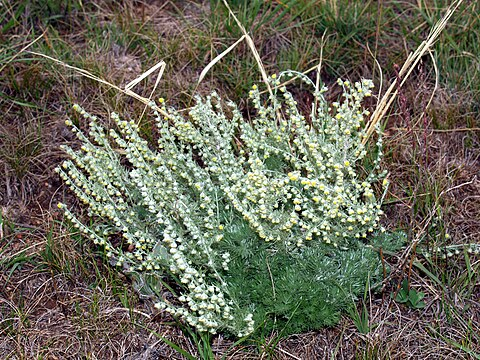 Herb Study Artemisia 06