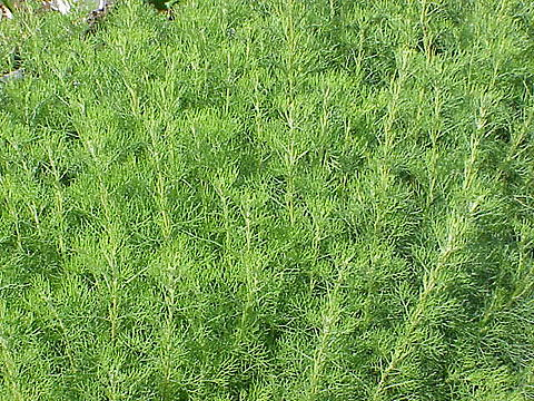 Herb Study Artemisia 08