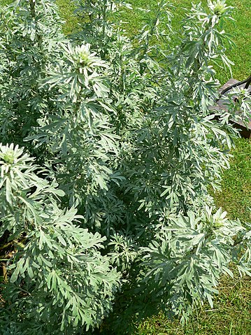 Herb Study Artemisia 10