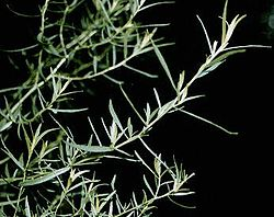 Herb Study Artemisia 09