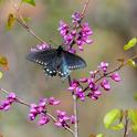 Western redbud and pipevine swallowtail. Photo from Nancy Gilbert, California Native Plant Society