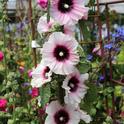'Halo Candy' Hollyhock, courtsey of Annie's Annuals