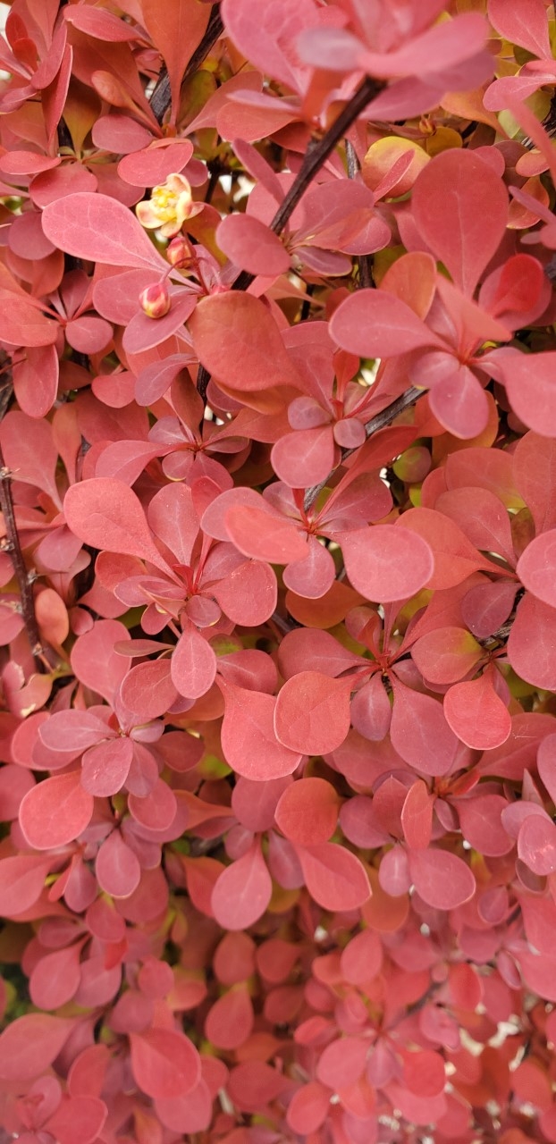 barberry 2