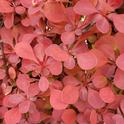 barberry 2