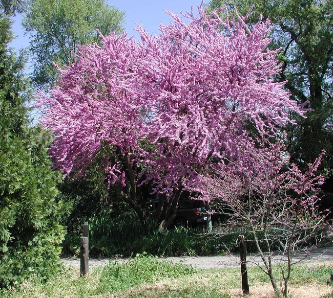 redbud