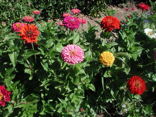 zinnias