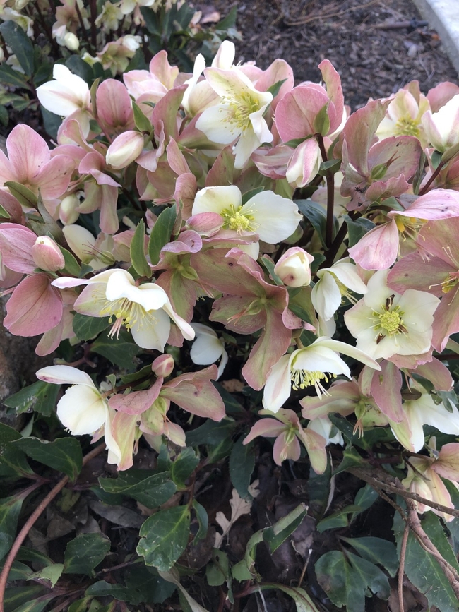 hellebore