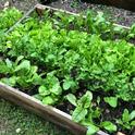 2020 Summer Vegetable Gardening - Milnes