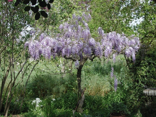 PotS Wisteria01