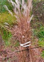 ornamentalgrasses02