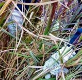 ornamentalgrasses03