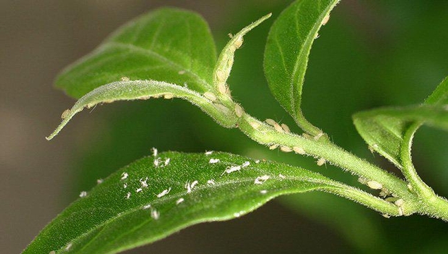 Aphids