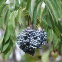 BlueElderberries