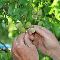 Thinning peaches by hand