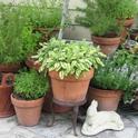 herbs in pots