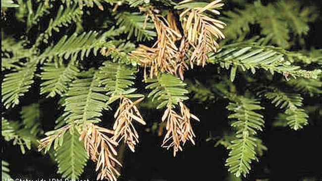 Redwood trees often suffer needle loss in the Central Valley.
