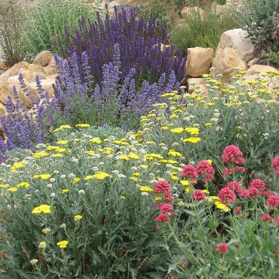 Drought Tolerant vs. Drought Resistant Gardens - Garden Notes - ANR Blogs