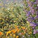 Photo by Vincent Bellino, California Native Plant Society