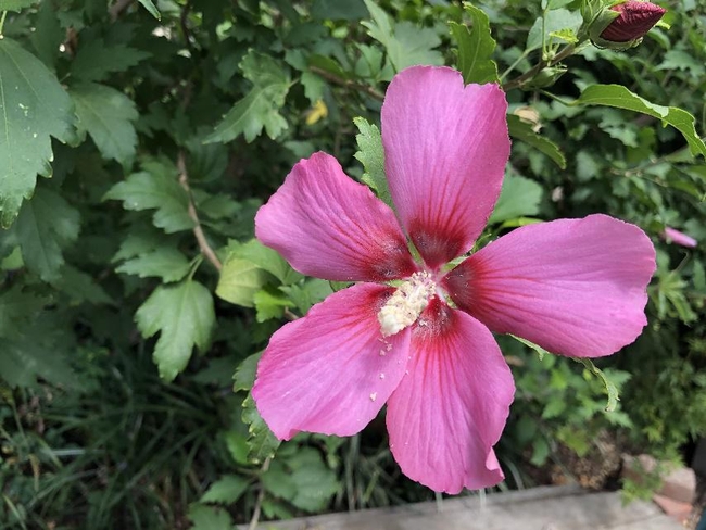 Rose of Sharon flower at the author's home