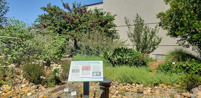 A section of the CA Native Plant Garden