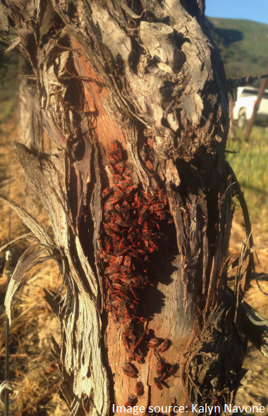 Red Bug found under the loose bark of dormant vines in Santa Barbara County