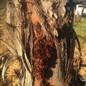 Red Bug found under the loose bark of dormant vines in Santa Barbara County