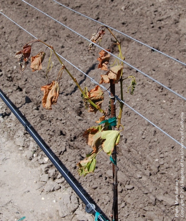 Chardonnay vine that achieved some growth in the spring, only to collapse soon afterward.